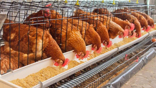 Kümes Hayvanları Sigortası