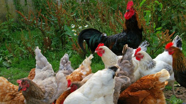 Kümes Hayvanları Sigortası