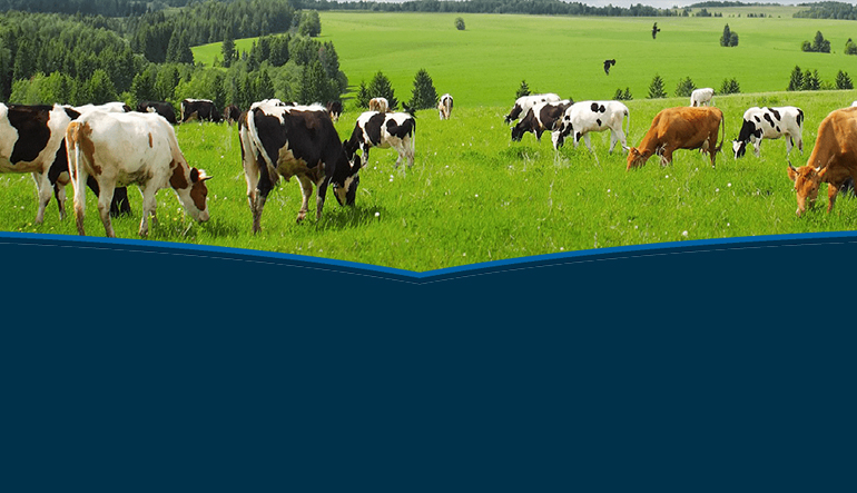 Büyükbaş Hayvan Sigortası