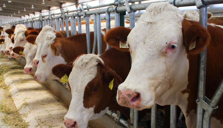 Büyükbaş Hayvan Sigortası