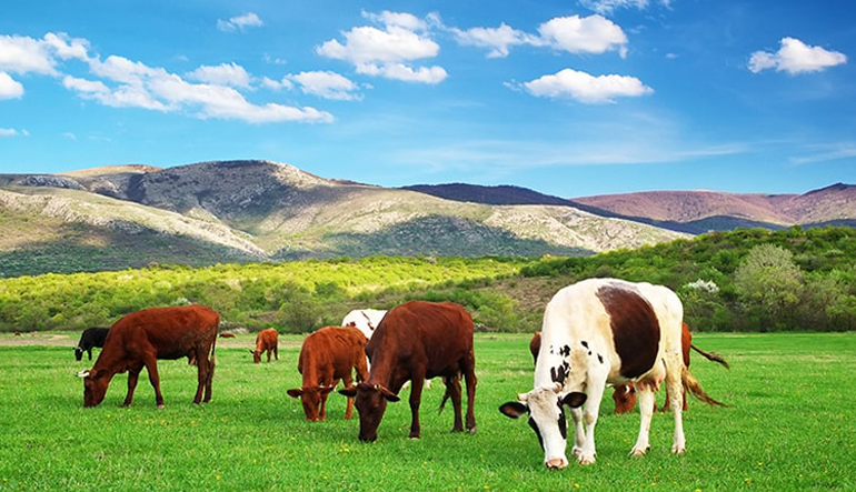 Büyükbaş Hayvan Sigortası