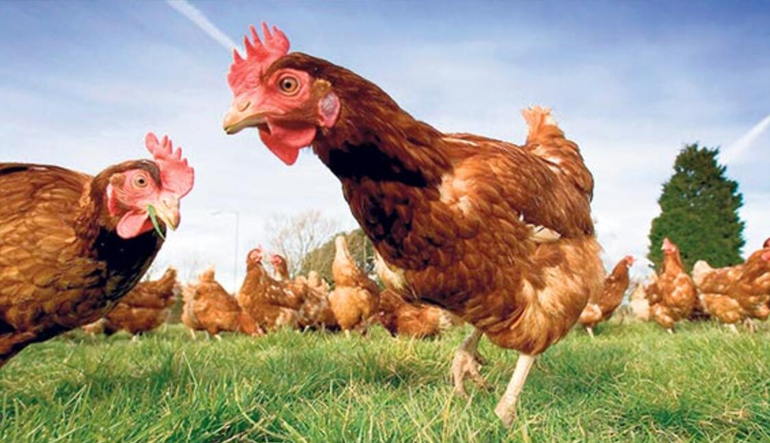 Kümes Hayvanları Sigortası